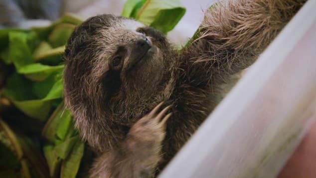 Baby sloth